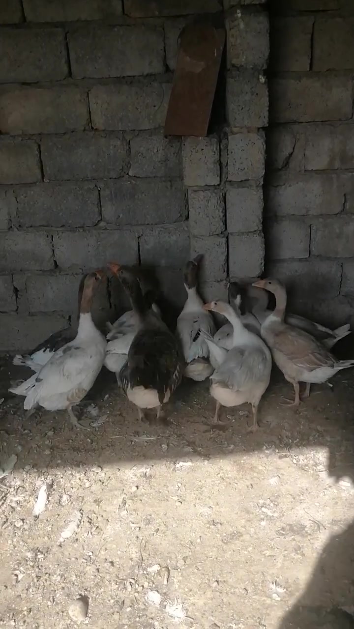السلام عليكم 
قاز للبيع
المكان قرية النمرود

الشراي يراسل ويدلل


**إذا كنت صاحب هذا الإعلان وتريد حذفه لأي سبب، رجاءا أرسل رسالة إلى الدعم الفني**