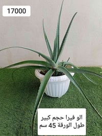 نبات الوفيرا • توصيل • كبير