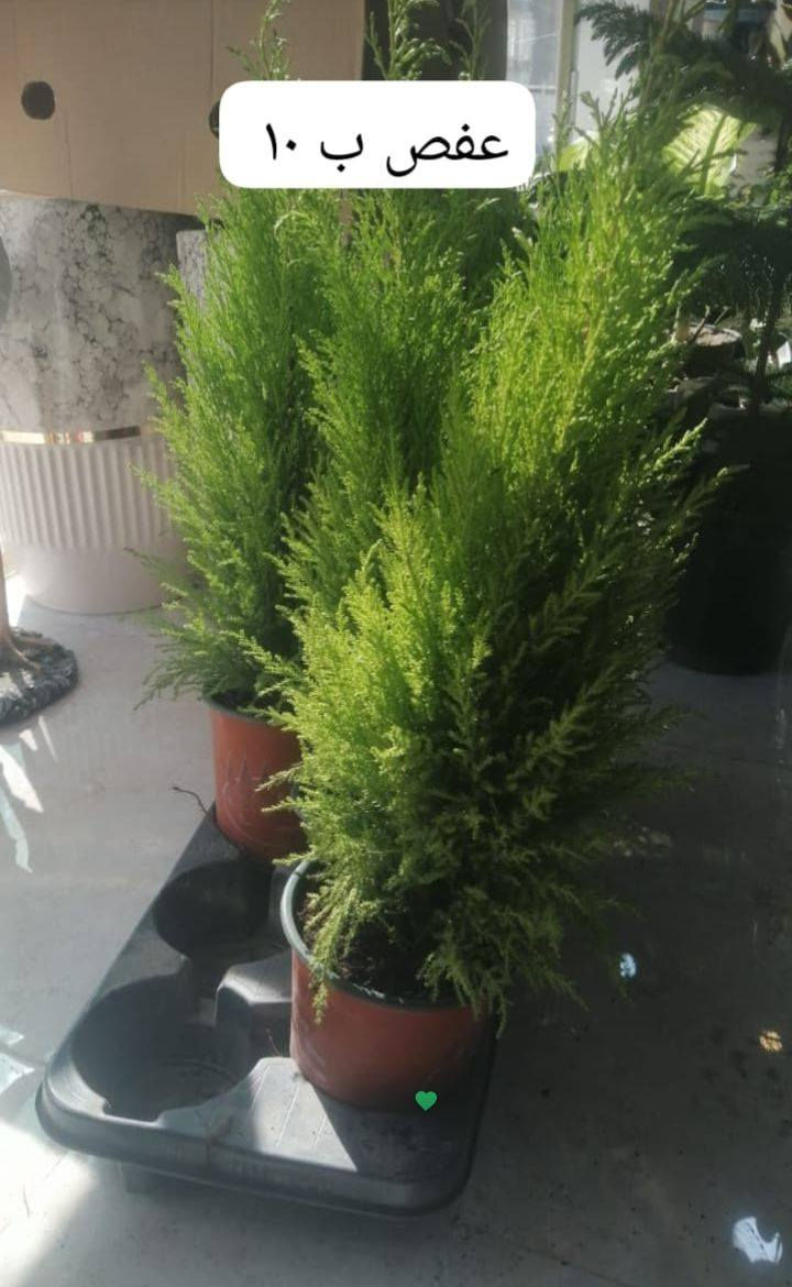 انواع الورد العطريه والضليه الي يريد يشرف المشتل وحياكم الله اسعار مناسبه العنوان سده البوعلي جاسم قرب محطه اساله الماء فيد ابن الديره وانت المستفيد اللهم ارزق كل شخص فت له باب رزق


**إذا كنت صاحب هذا الإعلان وتريد حذفه لأي سبب، رجاءا أرسل رسالة إلى الدعم الفني**