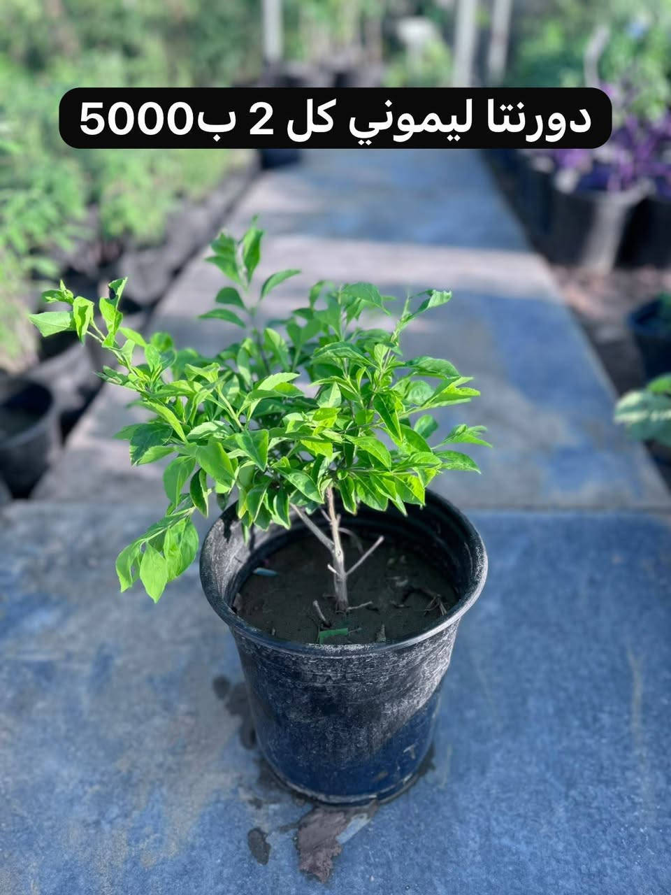 اللهم صلِ على محمد وال محمد
نباتات خارجية

افضل طريقة العناية 
سماد كل 15 يوم نوعية 
داب 
NPK
حديد 
هيومك 
وسقي منتظم كل ما تنشف التربة 
وطريقة التحويل الصحية
والمكان المناسب 

اما اسعار الجملة اتكون اقل للكميات 

اي حاجة من الطلب ما تعجبكم رجعوها مع المندوب 

التوصيل داخل الحسينية 1000
التوصيل  بغداد5000

توصيل المحافظات فقط مستلزمات زراعية والبذور والبلاستك والجملة 

يتوفر لدينا دفع الكتروني 💳 ماستر كارد رافدين وزين كاش 

✅ عنوان بغداد .الحسينية .نهاية شارع السكلات🫣

🌲زورونا تجدون الافظل

الموقع على الخريطة👇🌐

https://maps.app.goo.gl/3Ekn4CXD6gz8GBEq8

اوقات عمل المشتل 🕖من ساعة 7 صباحاً وحتى الساعة6🕙 مساءً 

🚚يوجد توصيل 

للحجز والاستفسار

***********. 📞لأي استفسار الرجاء مراسلتنا على بريد الصفحة 📩 او الواتساب 📲 أو الإتصال على الرقم

باقي الصور في التلكرام https://t.me/evjifdyiojv
