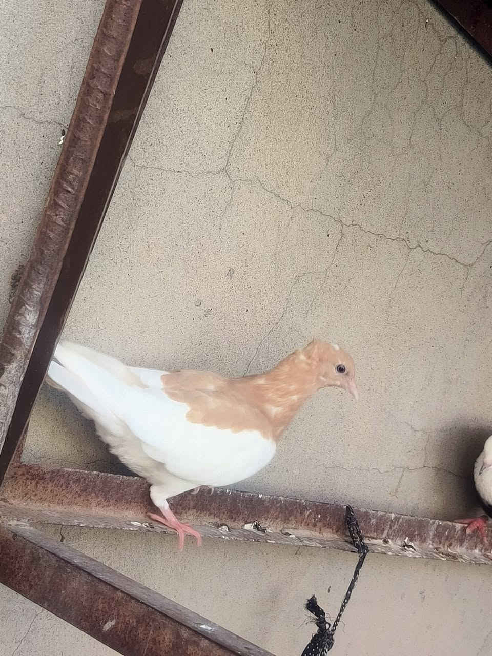 السلام وعليكم متاح ايراني وكحلي


**إذا كنت صاحب هذا الإعلان وتريد حذفه لأي سبب، رجاءا أرسل رسالة إلى الدعم الفني**