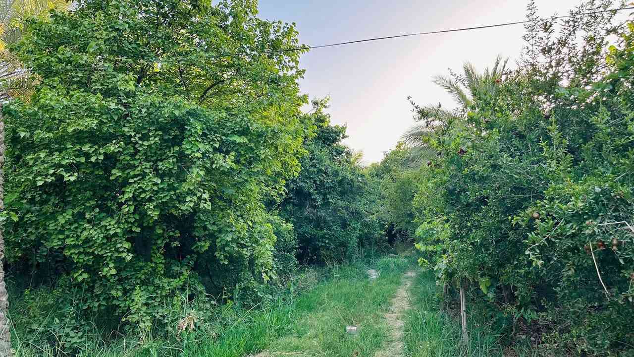 بستان 3 دوانم
مزروع عنب وتين ومشمش ورمان وتكي ونبك مطعم 
مع زراعة نخيل حديثة بأنواعه 
مع بيت مساحته 400 متر 5 غرف نوم واستقبال ومطبخ وصالة 
 
للبيع في ناحية  العباسية طبر سيد جواد للتفاصيل الاتصال على الرقم ***********
