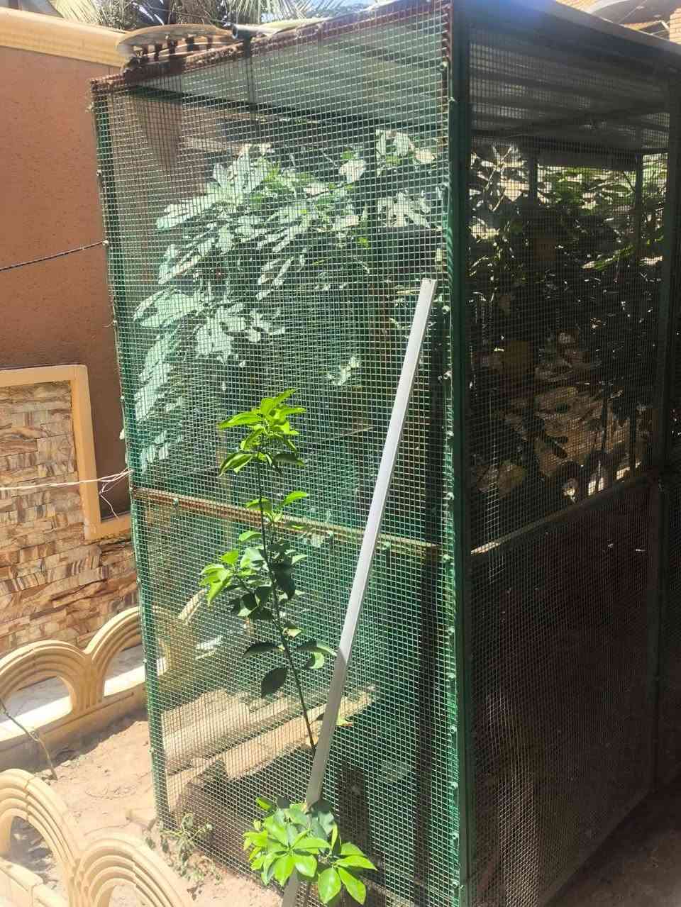 قفص طيور للبيع سعره 150قفل جبير كلش بي اضويه كامل ويا بيوته


**إذا كنت صاحب هذا الإعلان وتريد حذفه لأي سبب، رجاءا أرسل رسالة إلى الدعم الفني**