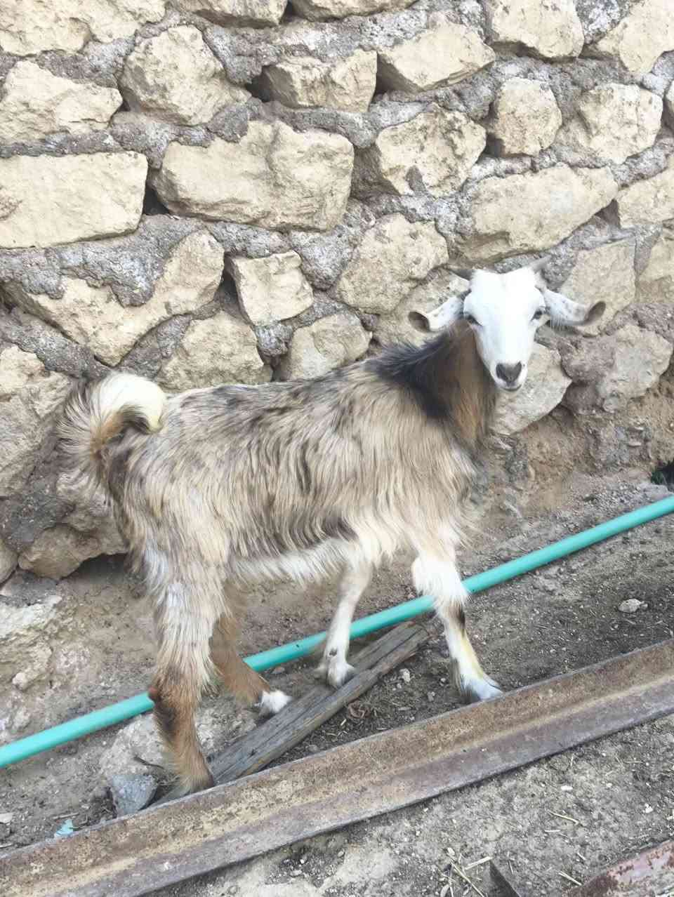 بسم الله وصلاه ع نبي محمد وآل محمد 🌺
متاح عنز فاخره درجه اولئ فول عنز كامله مواصفات خشانه فول وره توم جدي وصخله 
ب ٤٥٠ مكاني حديثه شيخ حديد يوجد توصيل حسب الاتفاق لشراي يتصل ويدلل 
***********
