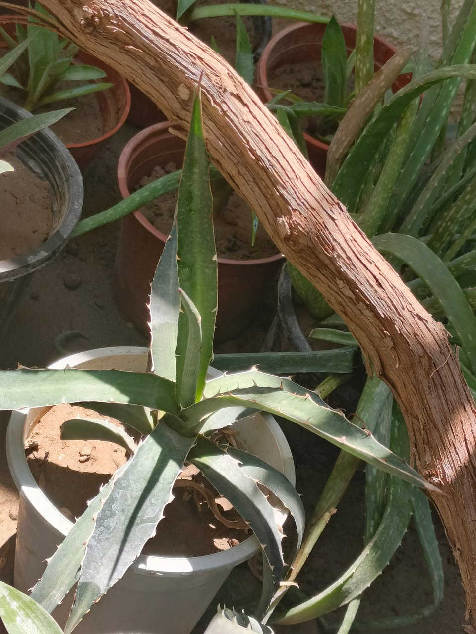 للبيع اسعار مناسبة


**إذا كنت صاحب هذا الإعلان وتريد حذفه لأي سبب، رجاءا أرسل رسالة إلى الدعم الفني**