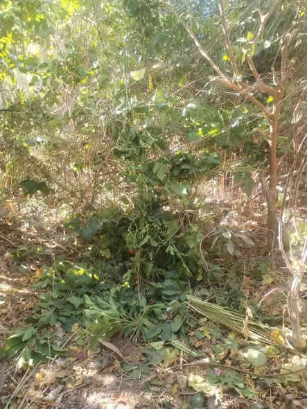 بسم الله الرحمن الرحيم 
حمله ميسان الخير 
يسر مشتل الزهراء في ميسان ان يعلن لكم توفر اقلام مجاني بثواب امواتي 
اقلام تكي كندي 
اقلام تكي عراقي 
اقلام جهنمي 
اقلام دفله 
اقلام رمان حلبجه
اقلام كف مريم 
اقلام زيتون اقلام رمان واندفل الامريكي 
حمله ميسان الخير ومن اجل ميسان خضرار 
مجاني بثواب امواتي 
مشتل الزهراء في ميسان العماره بستان دور النفط شارع مقبره الصابئه قرب جملونات بيت العنتاكي للدواشك والحصران داخل الفرع 
***********
***********
