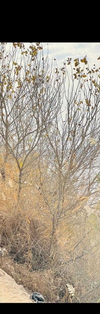 � للبيع قطعة أرض مميزة 🔹  📍 الموقع: الجعارة – تبعد 200 متر عن سدة الجع...