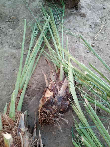 توجد انواع فسائل النخيل وباسعار مناسبة جدا
برحي مكتوم مجهول قرنفلي 

عجوه المدينة طه افندي 

اخت الفحل عوينه ايوب 

ام البلاليز جمال الدين 

ليلوي بلكه مكاوي جوزي قزمي 

شويثي احمر واصفر جبجاب 

بريم بربن ديري كنطار خضراوي 

حمراوي حمره الجبل زاملي ابراهيمي 

مكاني كوت ***********
