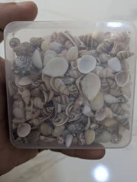 قواقع • عكاريك • علبة مليانة