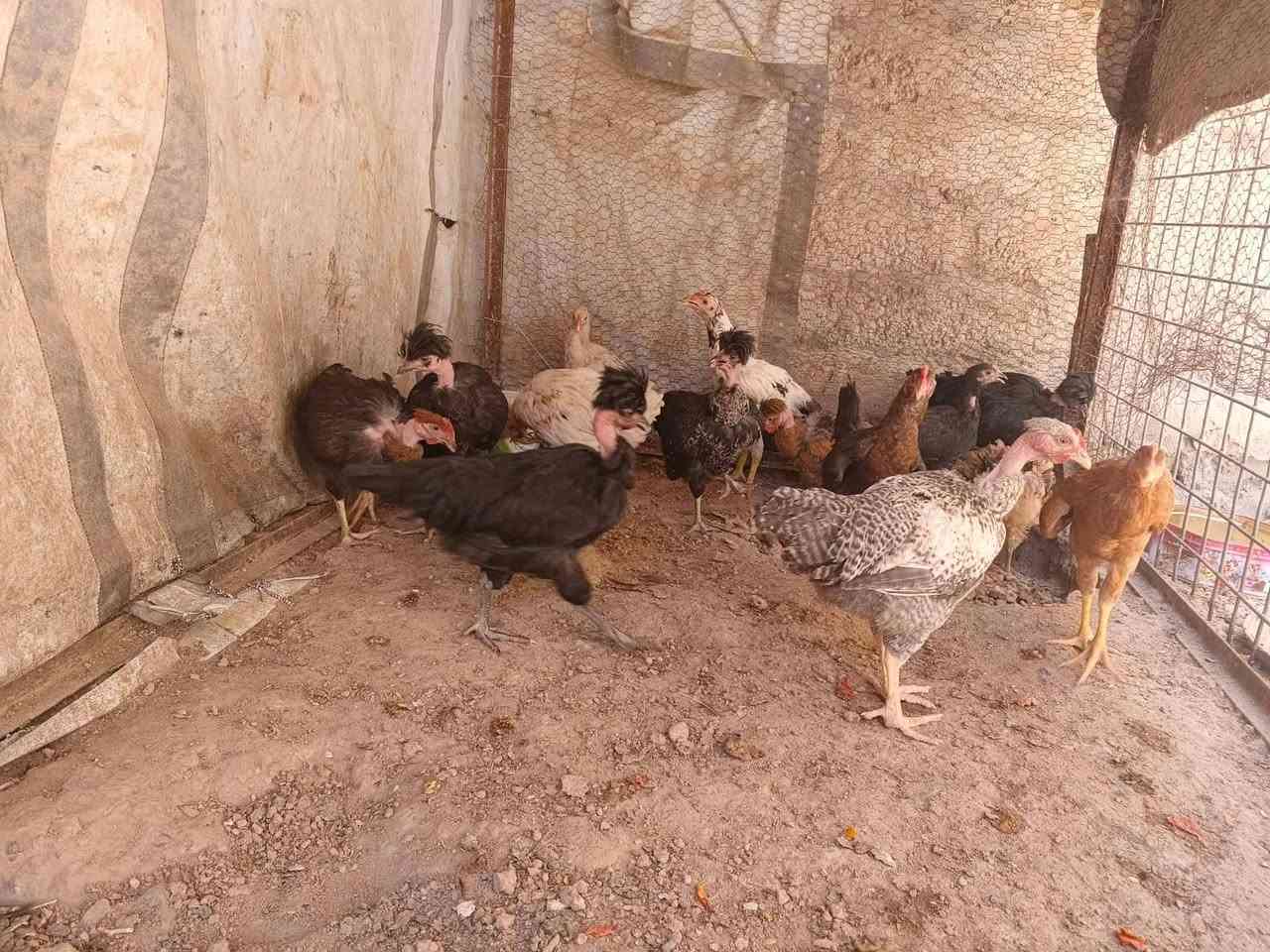للبيع مالات السنة ديوك وفراريج اعلط +ديوك نجسي ابيع شلع ‪***********‬‏
