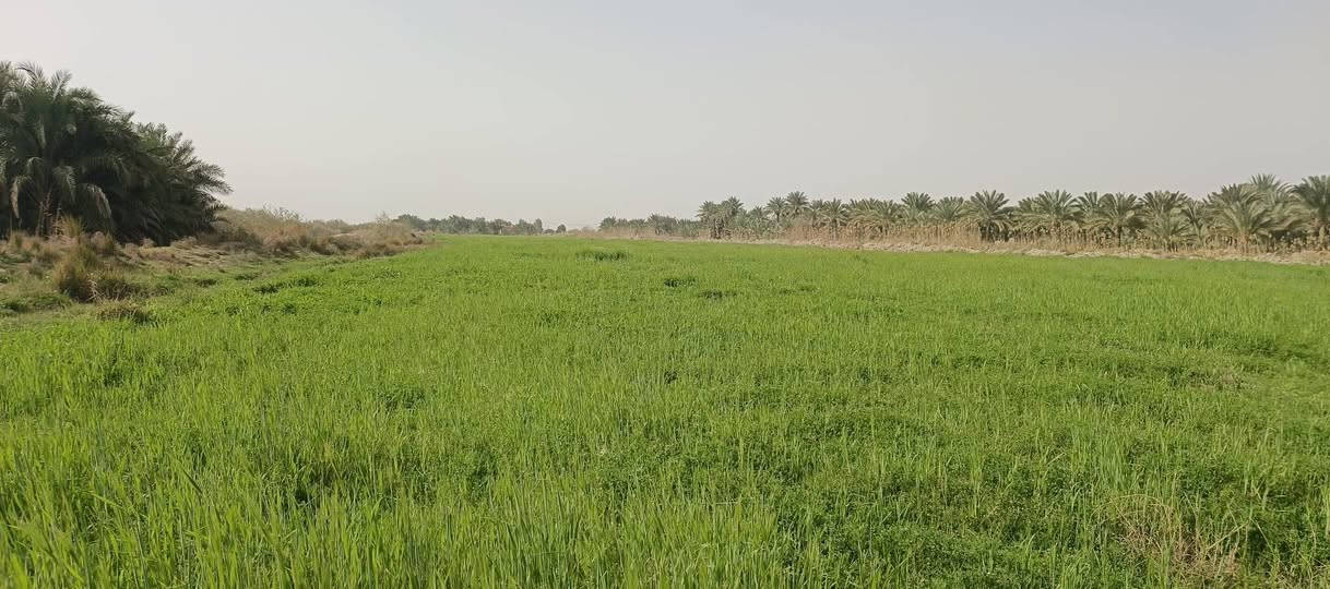 سفحه 9دونمات للبيع اليريد يتصل على هاذه الرقم‏‪***********‬‏
