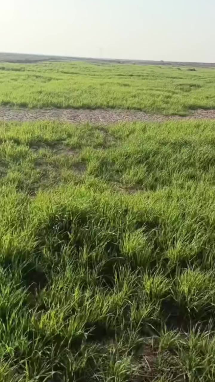 كاع ساحه 70. دولم. للبيع قده زراعيه. تبعت على شارع لعام كيلو. مكان نهر سعد. ***********
