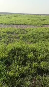 نهر سعد • ٧٠دولم • ارض زراعية