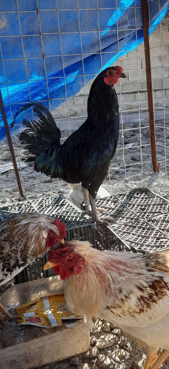 السلام عليكم ديوك عرب فول اسمان رقم واحد للبيع
الرقم ***********
