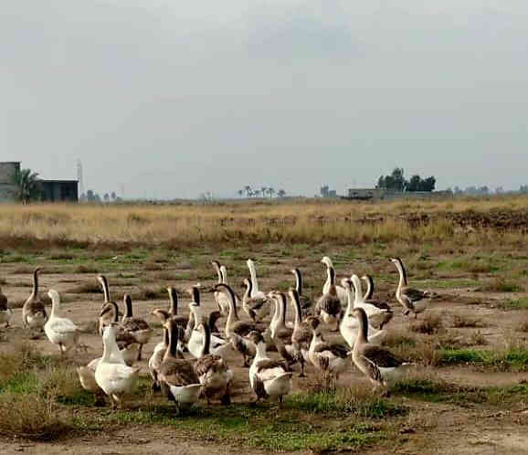 للبيع للبيع 
وز عراقي و بولغاري 
وزن ممتاز جدا 
سعر الزوج[ 55] الف 
وبي  مجال 
العنوان: ديالى/ دلي عباس 
رقم هاتف ***********
