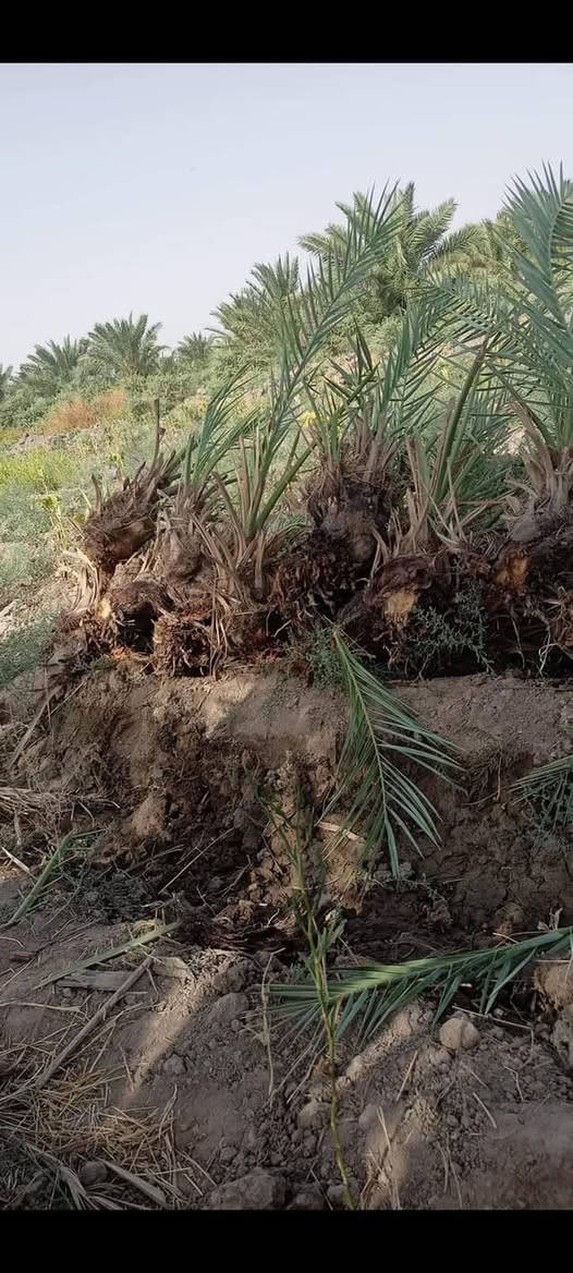 يوجد لدينه فسائل لبيع تجهيز كافت المزارع كميات مفتوحه *********** مكان بابل***********
