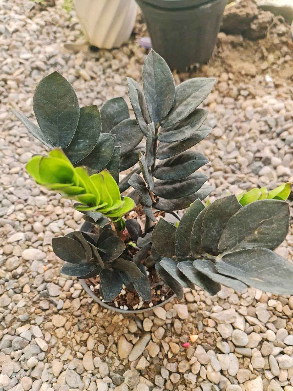 السلام وعليكم وصول نباتات ضلية الاسعار اسفل كل صورة 
العنوان ديالى الخالص الغربية مجاور اسواق الحداد 
***********
