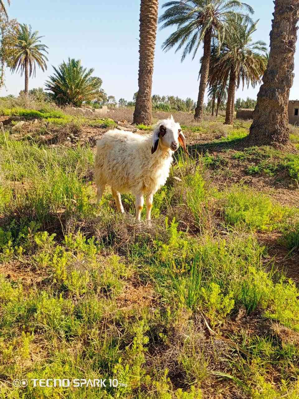 السلام عليكم اخوان متاح فطيمه الي يردهة يعلق او يتصل ***********
