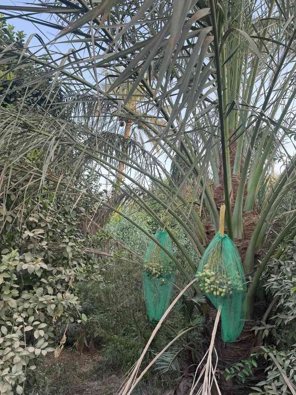 سلام عليكم اخوان 7 دوانم للبيع مع نص دونم على شط الاستفسار أكثر على رقم ***********
