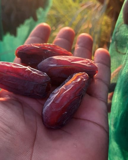 اللهم صل على محمد وآل محمد
متوفر شرط الفحص والضوگ والسعر سعر جمله
عرض مسوين بي لمن يخلص التمر والكميه قليله
الكيلو ب6 الاف فقط  يوجد توصيل  والتمر مكبوس بكيس ابو 1ك ***********
