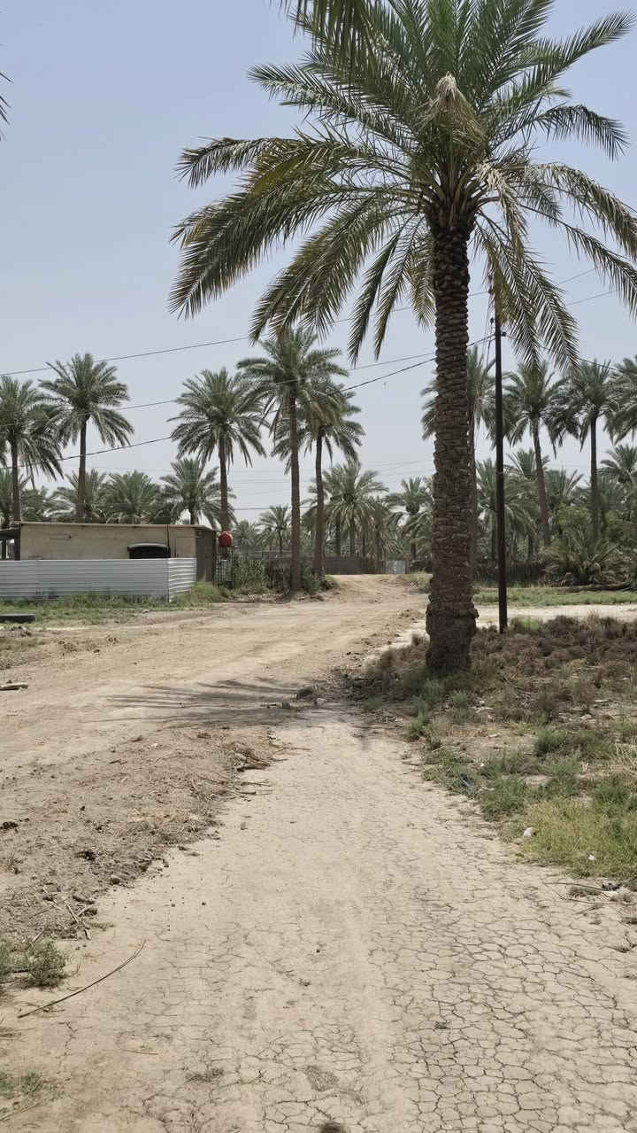 تريد أرض زراعيه وبسعر مناسب تعال يمي اليوم 🌴🌴

 جبنالكم عرض مميز  وبسعر مناسب جدا واحلئ💐
مايكون بهذا العرض هوه المنطقة والجيران الطيبة والهدوء 🍀🍀🍀🍀🍀🍀🍀🍀

 #للبيع ٢ دونم ونصف بمعنى ٦٢٥٠متر 🌴🌴🌴
طابو سند ٢٥ 🌏🌏🌏🌏
مثبتة حددوها ومسيجة بالكامل 🏛
واجه ٧٢ متر 🌏
نزال ٨٧ متر 🌏

   تتوفر كافة الخدمات وتبعد عن شارع البوعلوان الرئيسي ٥٠ متر 
وتبعد عن شارع حله بغداد ٥٠٠ متر 

  كهرباء وماء اساله 🍀🌴🌴🌴🌴

  طريق مستقل مؤدي الى الارض🏕🏕🏕🏕

باقي التفاصيل موضحه في مقطع فيديو والصور 📷 

الموقع بابل قضاء المحاويل قرية البوعلوان شارع ابو الطياره تبعد عن شارع حله بغداد ٥٠٠ متر 

🌿🌿🌿🌿🌿🌿🌿🌿🌿🌿🌿🌿🌿
للإستفسار اكثر او معرفة السعر يرجى مراسلتنا او  الاتصال على الارقام التاليه او زياره مكتب عقارات اراضي المحاويل الكائن في قضاء المحاويل حي ١٧ قرب مقهى الصياد القديم 
*********** / *********** حسين أبو شمس
