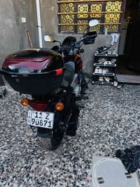 بوكسر • جبلي • ٢٣