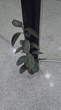 المنتج الامريكي ذو فاعلية وآمن جدا قاطع للشهية وحارق للدهون ينزل بالشه...