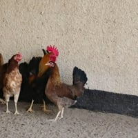 دجاج شمسي كويتي للبيع الشراي يتصل 07845104752