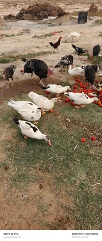 فسيفس • بشوش مصري • كربلاء