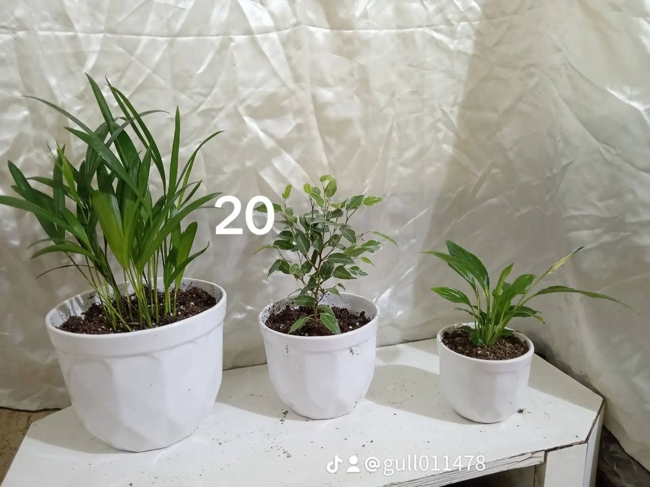 ئادە کردنی چەند سێتیکی جوانو تورکیو هۆڵندیی .... بە هەرزانترین نرخ لە هەولێره ...


**إذا كنت صاحب هذا الإعلان وتريد حذفه لأي سبب، رجاءا أرسل رسالة إلى الدعم الفني**