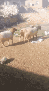 ٣ نعاج • فاخرات • حديثة حقلانية