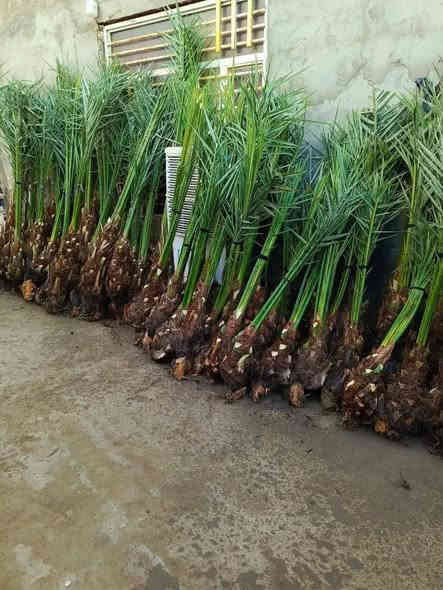 السلام عليكم 
يوجد لدينا فسيل 
برحي 
بريم 
مكتوم 
وشرسي مندلي 
عنوان ديالى شهربان 
***********
