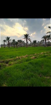 اخواني عندي دونمين طابو سند 25  عنوان بغداد تاجي ع شارع العام بغداد مو...