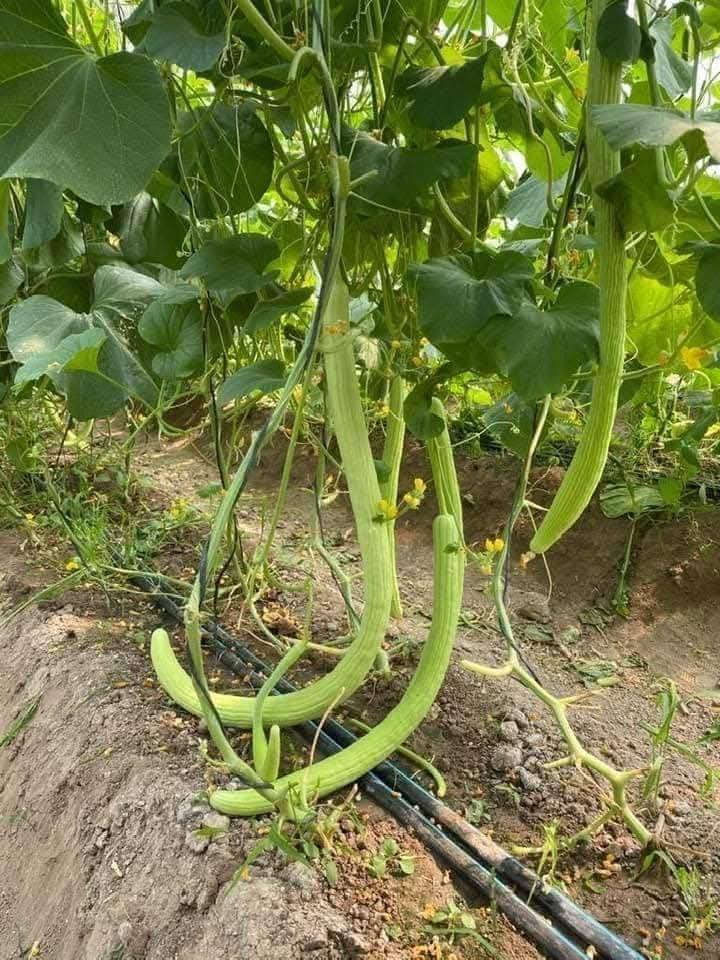 يوجد بذور باميه للبيع متعهده بنت القوطيه ولوبيه يطالي ستندر
أنتاج مثل البلصوره عمرها 40يوم تنتج علوها شبر مشرحه 
لون الغنص اخضر فاتح درجه اوله ضمان شرط الحوي 
*********** 
يوجد توصيل كافت المحافضات
