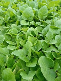 مشتل بركات الزهراء • الديوانية الشافعية • باذنجان سوري