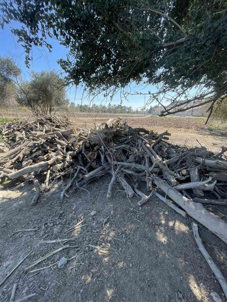 خشب للبيع / الاتصال على الرقم *********** واتساب
