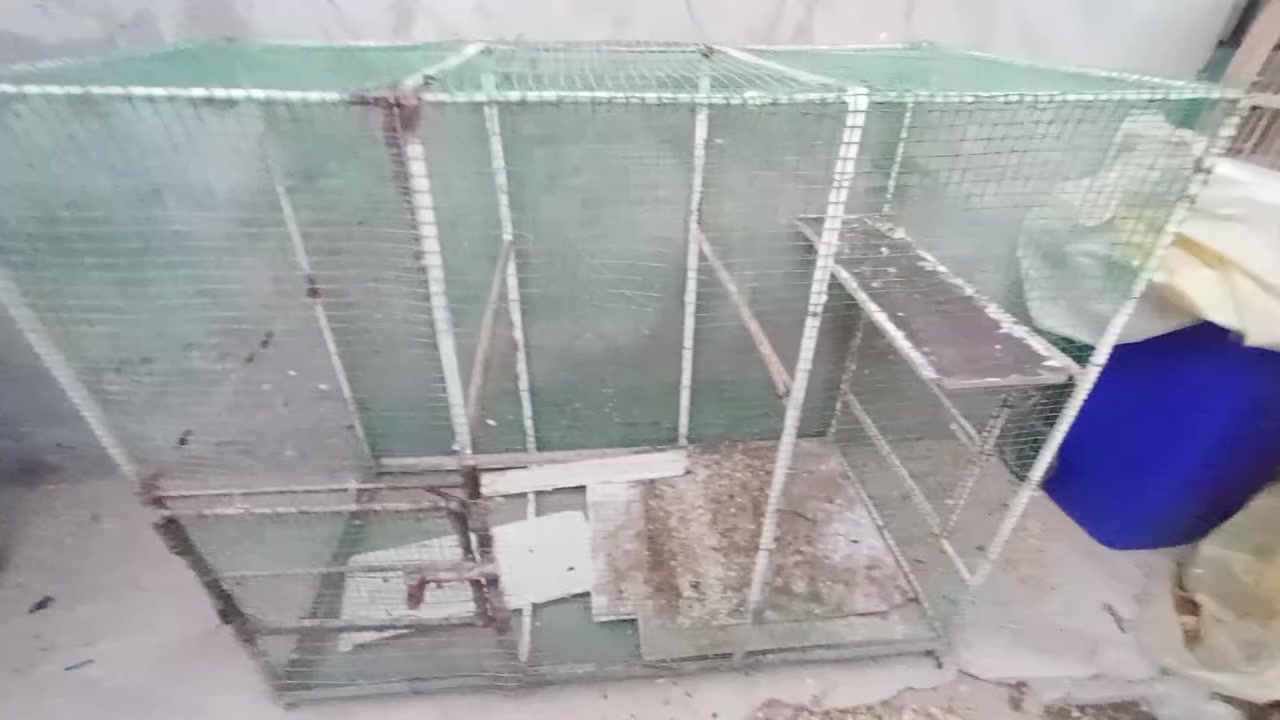 السلام عليكم قفص حديد يرهم الكلشي طيور دجاج المكان الزبير السعر 65 الف


**إذا كنت صاحب هذا الإعلان وتريد حذفه لأي سبب، رجاءا أرسل رسالة إلى الدعم الفني**