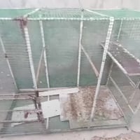 قفص حديد • طيور دجاج • الزبير