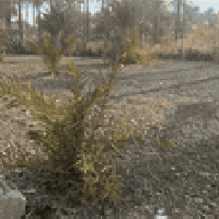 ام ماشه • ١٠٦٨م • تحويل أسهم