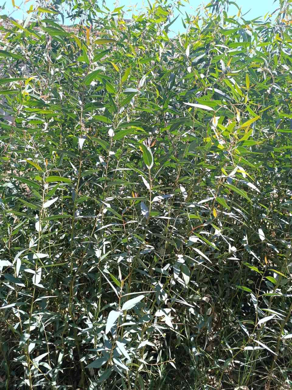 🌿🔥 فرصة لا تعوض – شتلات الكالبتوز الأصلية 🔥🌿

تعبت من الحر؟ الحشرات؟ أو حديقة بدون روح؟
الحل بين إيدك الآن 👇

🌳 شجرة الكالبتوز (Eucalyptus)
واحدة من أسرع الأشجار نمواً في العالم!

✔ نمو سريع جداً (تشوف فرق واضح خلال أشهر)
✔ ظل قوي يبرد المكان بشكل طبيعي 🌬️
✔ تساعد على طرد البعوض والحشرات 🦟
✔ تعطي شكل فاخر وحديث لحديقتك ✨
✔ مناسبة للبيوت، المزارع، والاستراحات

💰 استثمار ذكي أيضاً:
تنمو بسرعة وتصلح للاستخدام كخشب مستقبلاً

🎁 عرض خاص:
عند شراء 10 شتلات → تحصل على 2 مجاناً!

📞 للحجز والاستفسار: راسلنا خاص 
او اتصل على الرقم ***********
