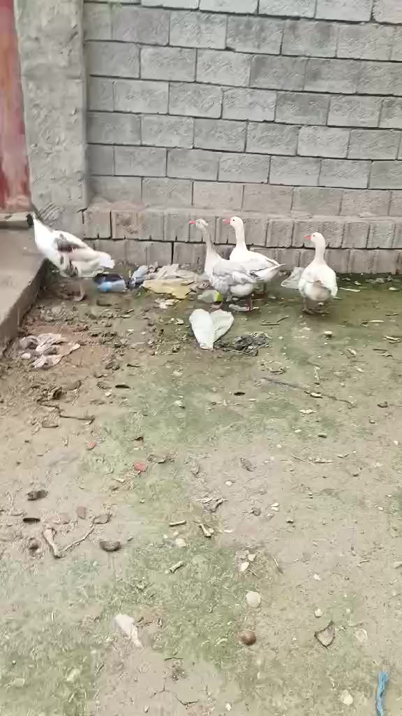 للبیع فوک ۳کیلوات زوج ٥٥ خابر ***********
