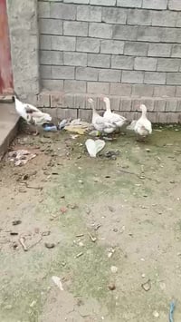 للبیع فوک ۳کیلوات زوج ٥٥ خابر 07707968286