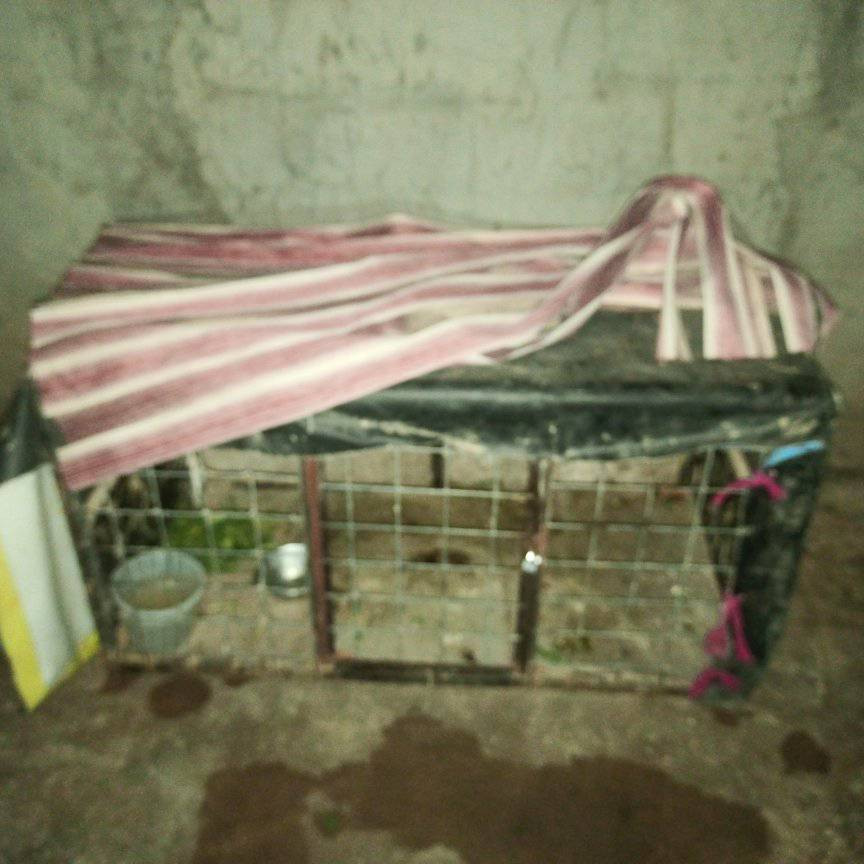 السلام عليكم قفص للبيع حديده درجه اولى  الشراي خاص


**إذا كنت صاحب هذا الإعلان وتريد حذفه لأي سبب، رجاءا أرسل رسالة إلى الدعم الفني**