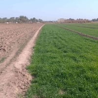 اليوسفية بغداد • ٢ دونم • طابو زراعي