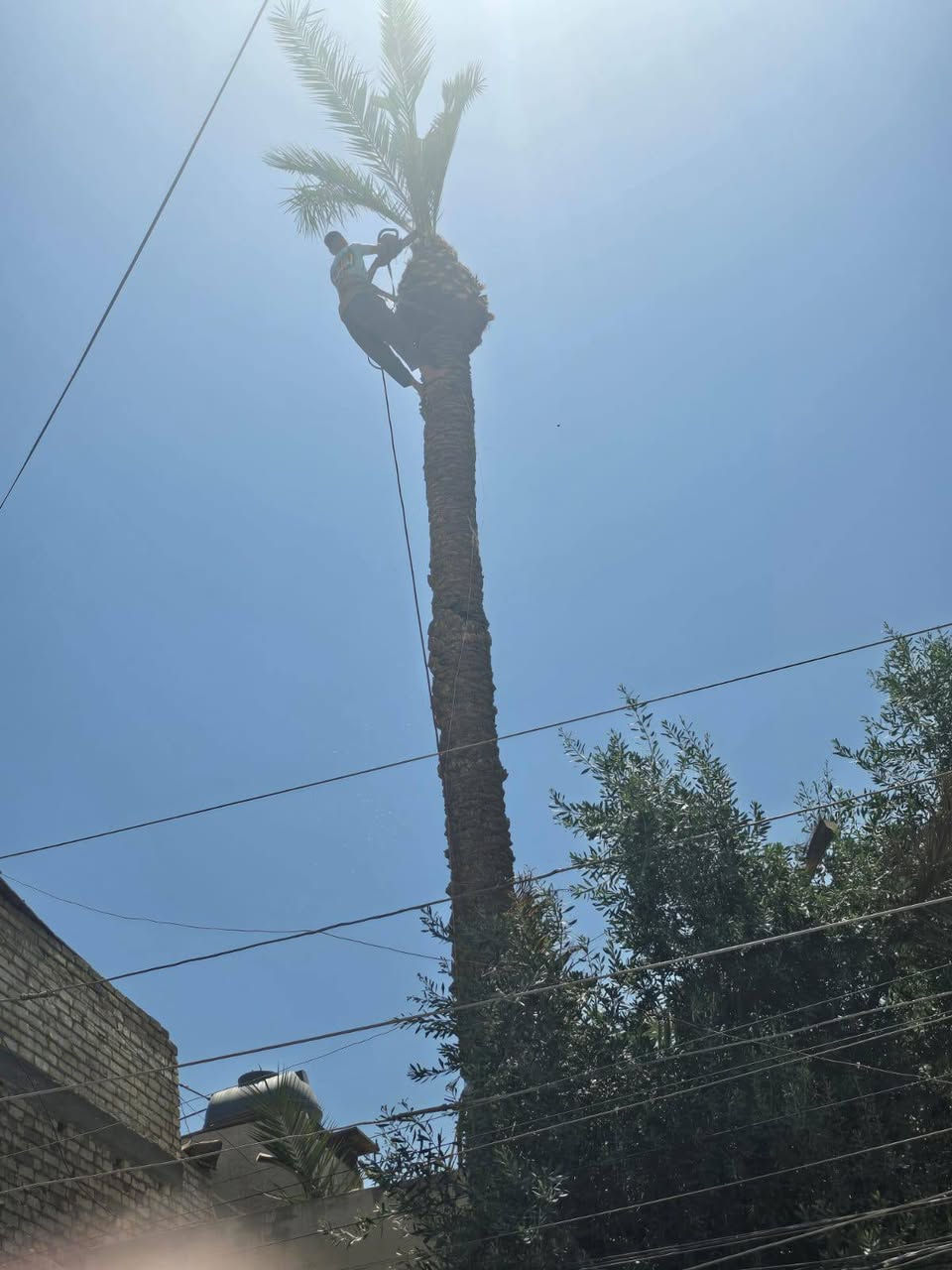 قطع أشجار نخيل بكادر متخصص***********
