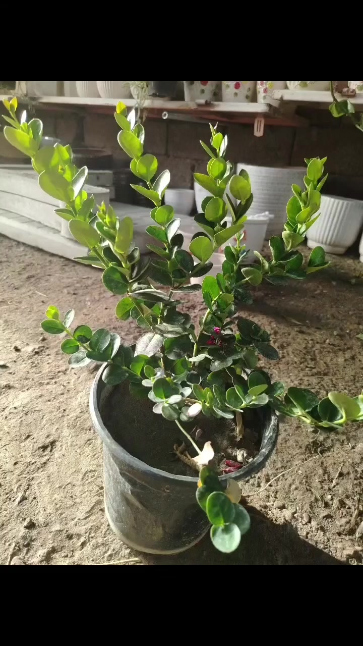 #ديالى_الوجيهية_شارع_الاطباء #مجاور_الربح_البسيط #مشتل_الود


**إذا كنت صاحب هذا الإعلان وتريد حذفه لأي سبب، رجاءا أرسل رسالة إلى الدعم الفني**