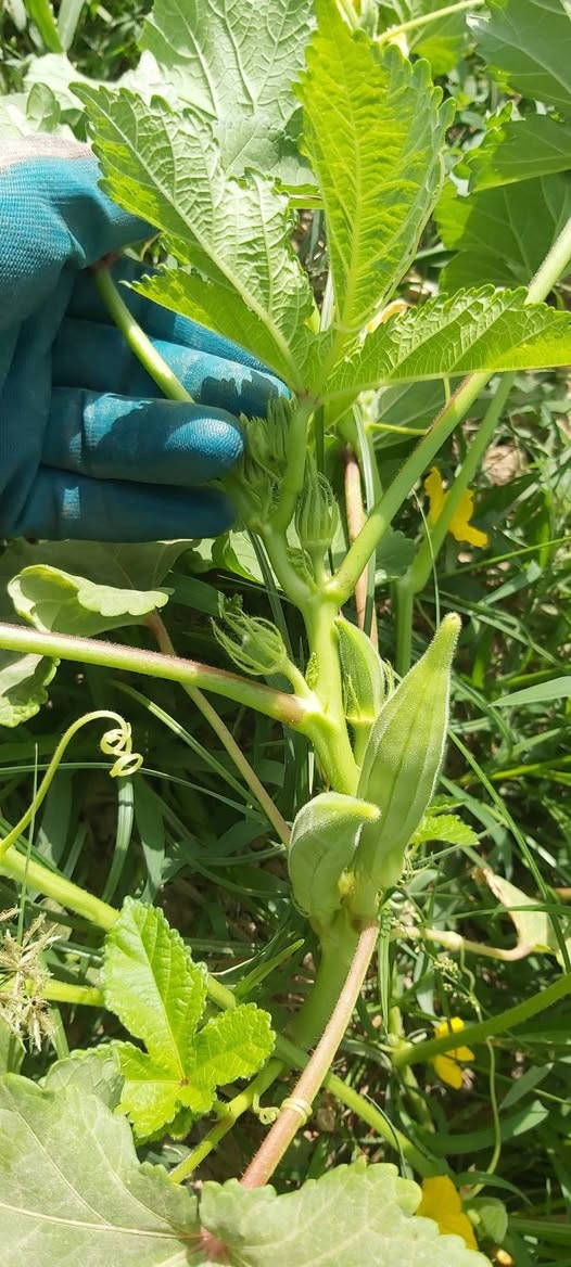 رمضان مباركه عليكم انشاء الله 
يوجد بذور باميه من هذا النوع 👇
المكان بابل سعر الكيلو 25ألف قفل


**إذا كنت صاحب هذا الإعلان وتريد حذفه لأي سبب، رجاءا أرسل رسالة إلى الدعم الفني**