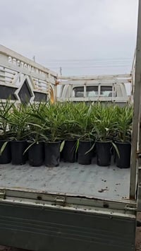 فسائل البرحي • مختبر DBD • كارت ضمان