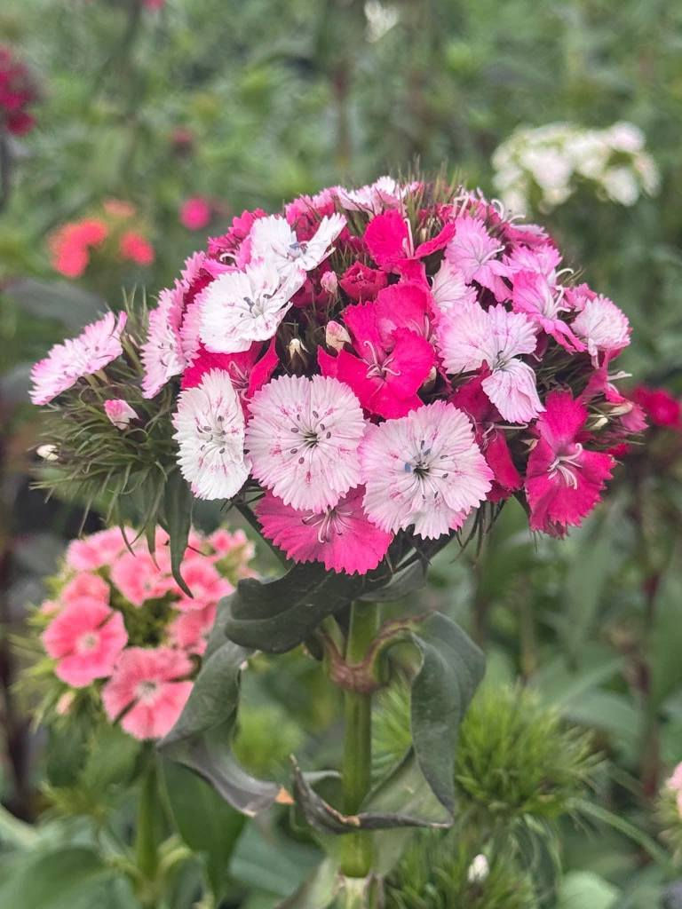 مشتل علي مناف/***********
