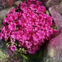 سناريا • نبات خارجي • توصيل سامراء